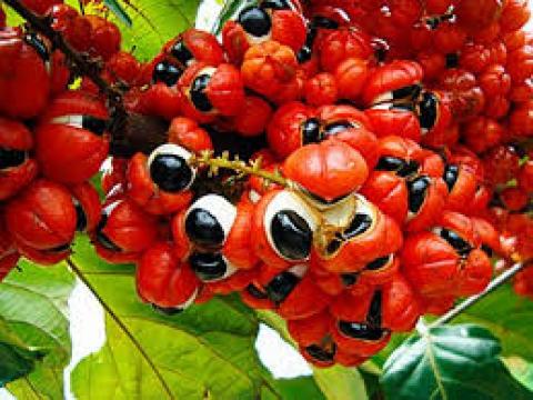 Guarana vrucht