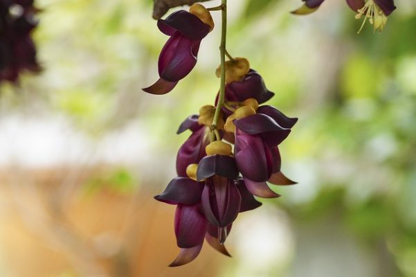 Mucuna Pruriens - Fluweelboon