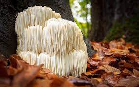 Lion's mane