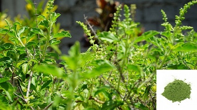 beneficios de Tulsi