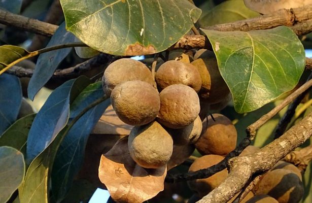 Triphala fruta