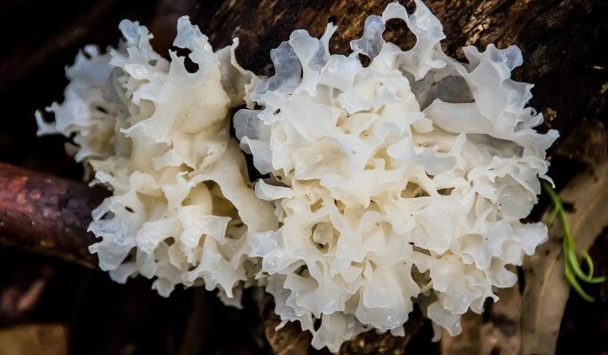 snow fungus