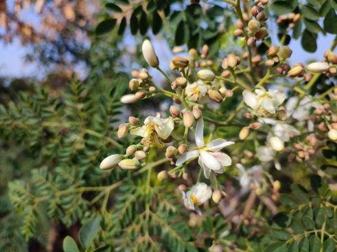 Moringa bloemen