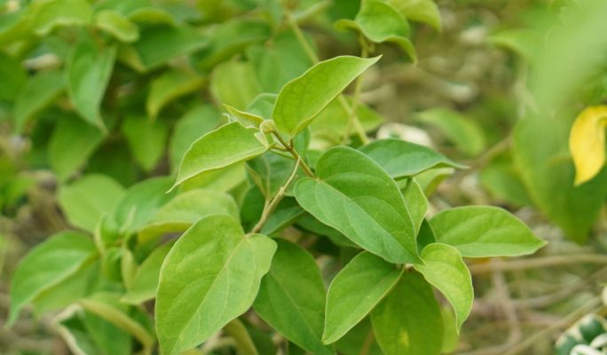 Gymnema Sylvestre