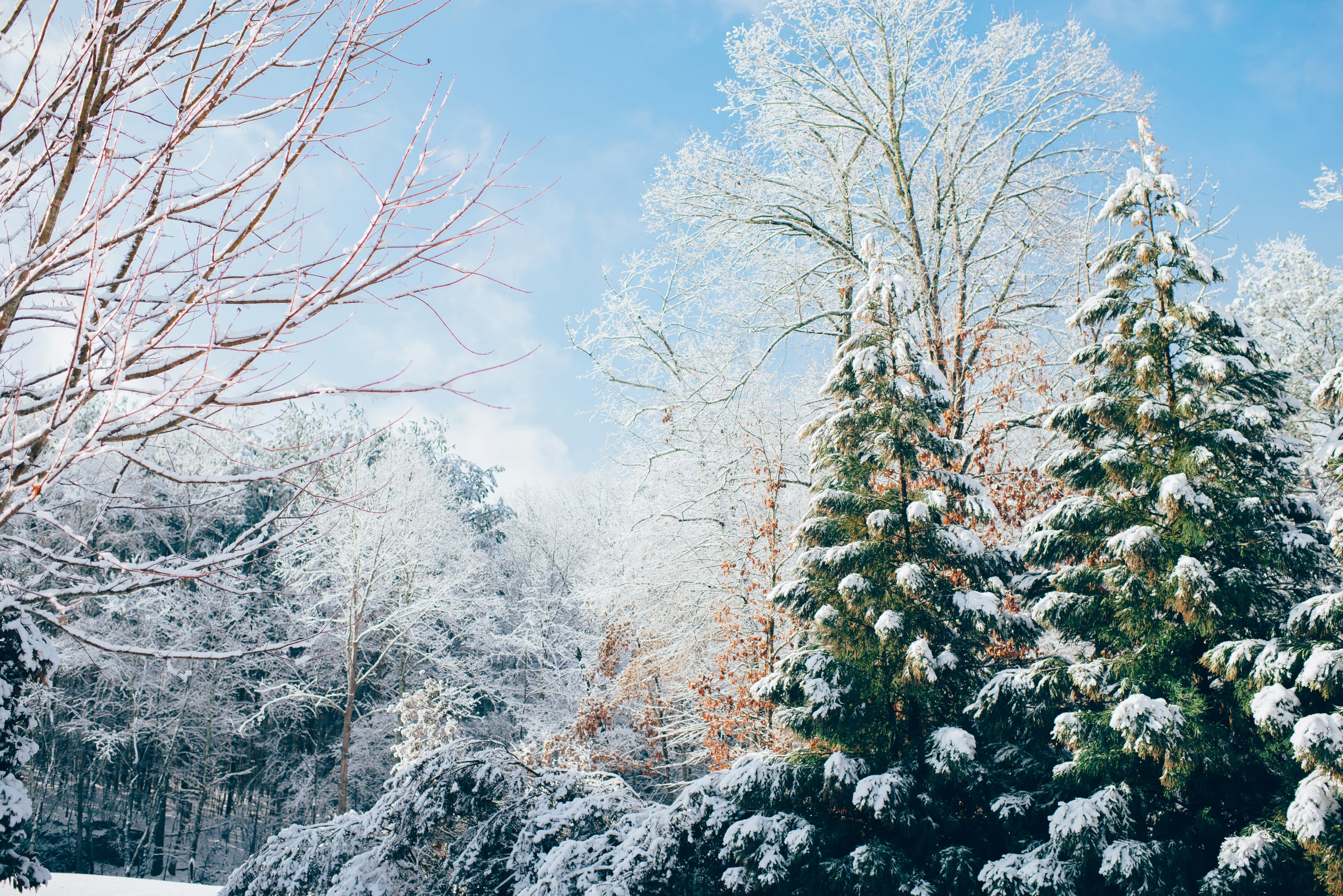 koude wintermaanden
