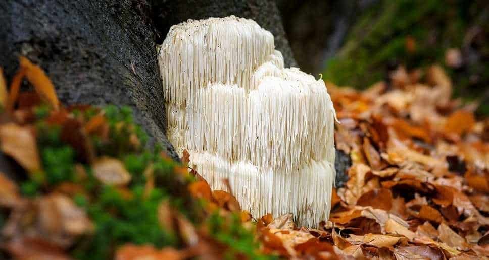 lion's mane